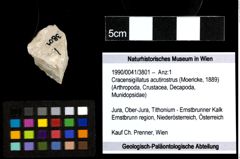 Foto (Objekt + Etiketten) von Cracensigillatus acutirostrus (Moericke, 1889) 
